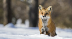 Responsability-Animal-Friendly